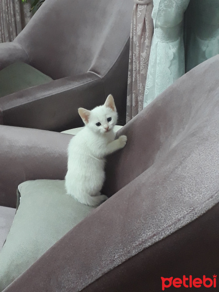 Tekir Kedi, Kedi  Sultan fotoğrafı