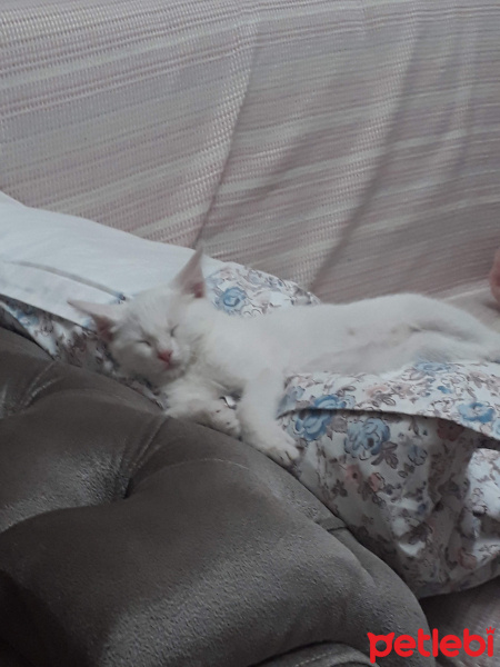 Tekir Kedi, Kedi  Sultan fotoğrafı