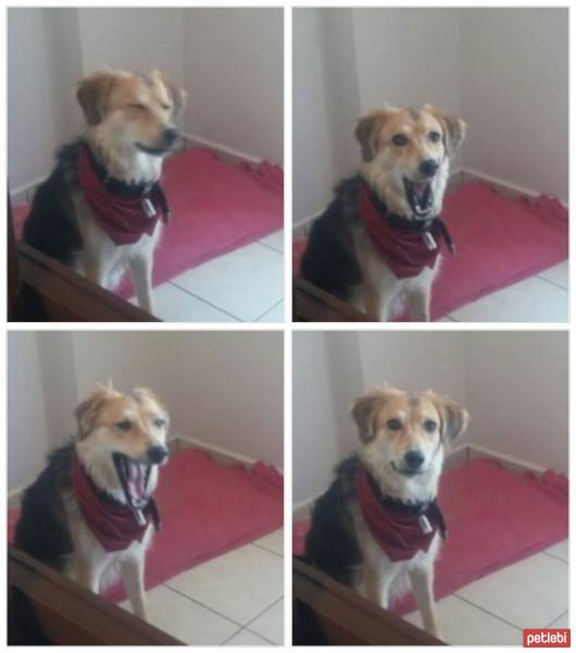 Alman Çoban Köpeği, Köpek  coni fotoğrafı