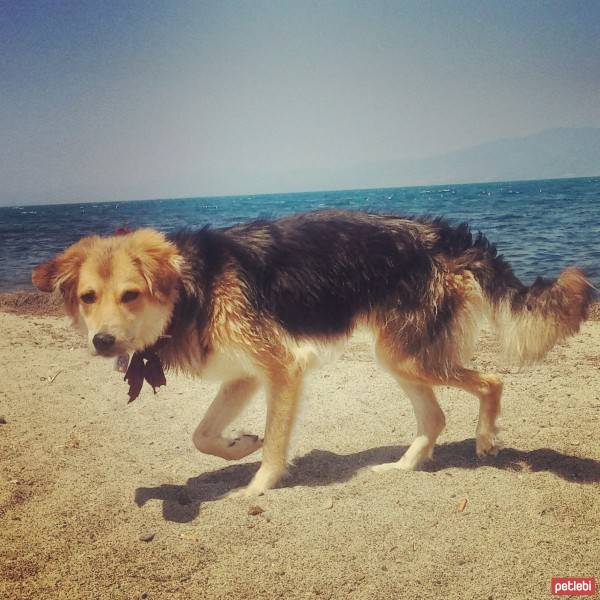 Alman Çoban Köpeği, Köpek  coni fotoğrafı