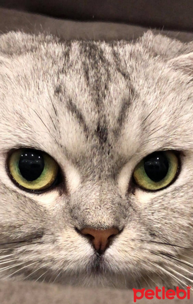 Scottish Fold, Kedi  Çimen fotoğrafı