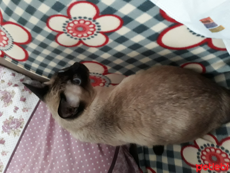 Siyam Kedisi, Kedi  Miçoo fotoğrafı