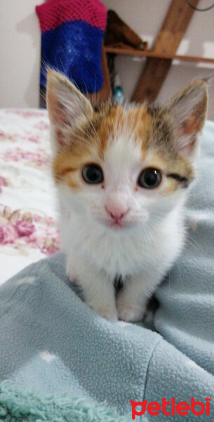 Van Kedisi, Kedi  Badem fotoğrafı