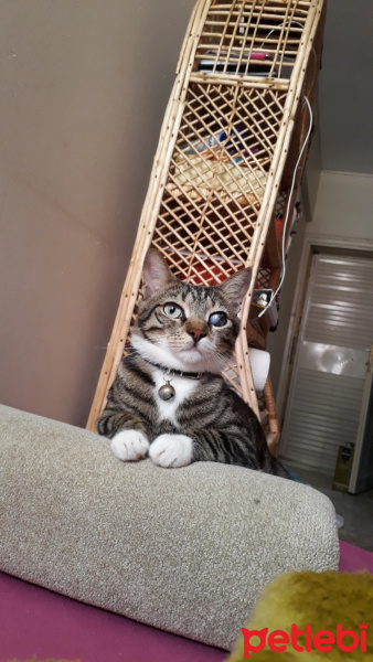 Tekir Kedi, Kedi  Reyis fotoğrafı