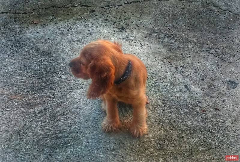 İngiliz Cocker Spaniel, Köpek  çaki fotoğrafı