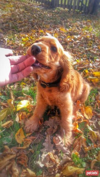 İngiliz Cocker Spaniel, Köpek  çaki fotoğrafı