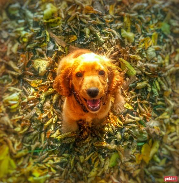 İngiliz Cocker Spaniel, Köpek  çaki fotoğrafı