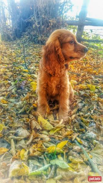 İngiliz Cocker Spaniel, Köpek  çaki fotoğrafı