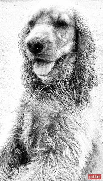 İngiliz Cocker Spaniel, Köpek  çaki fotoğrafı