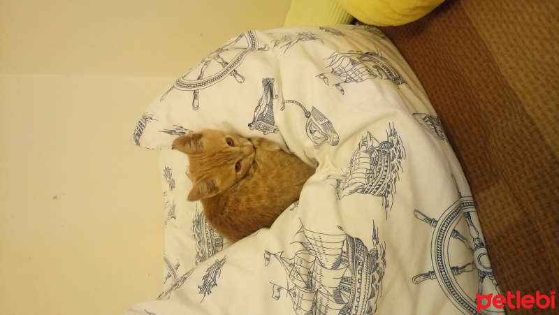 Tekir Kedi, Kedi  Güneş fotoğrafı