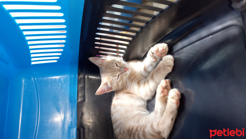 Tekir Kedi, Kedi  Güneş fotoğrafı