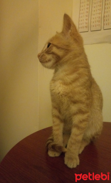 Tekir Kedi, Kedi  Güneş fotoğrafı