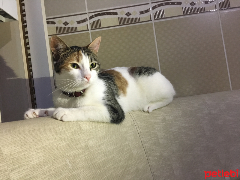 Tekir Kedi, Kedi  Mia fotoğrafı