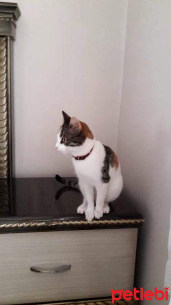 Tekir Kedi, Kedi  Mia fotoğrafı