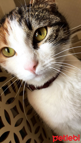 Tekir Kedi, Kedi  Mia fotoğrafı