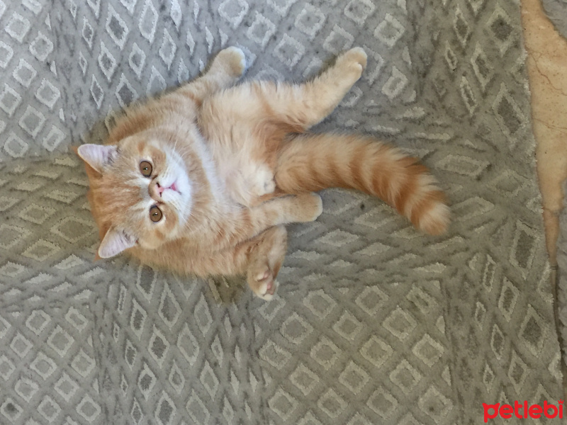 Exotic Shorthair, Kedi  Behlül fotoğrafı