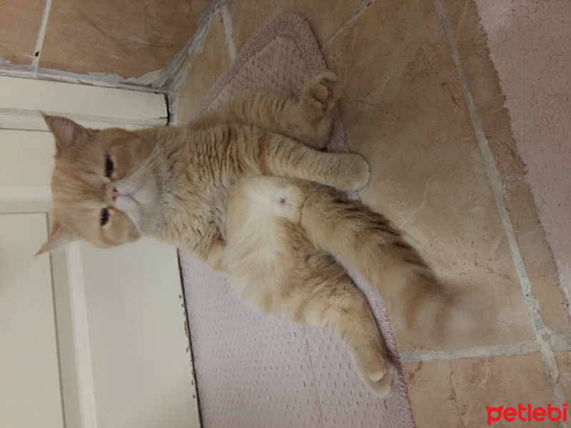Exotic Shorthair, Kedi  Behlül fotoğrafı