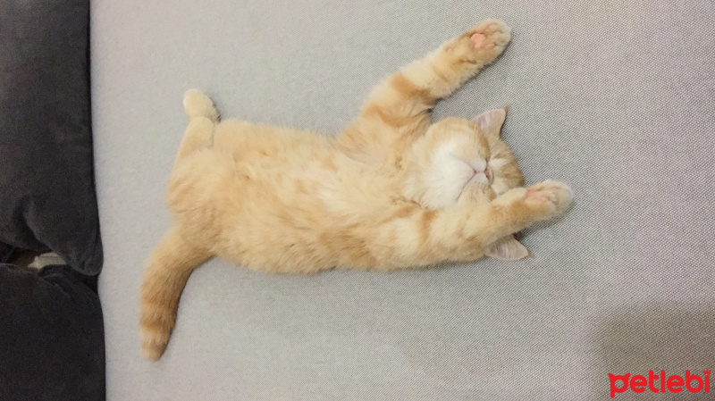 Exotic Shorthair, Kedi  Behlül fotoğrafı