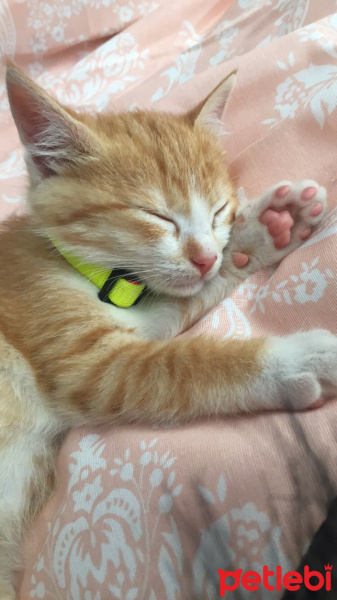 Tekir Kedi, Kedi  Tosbik fotoğrafı