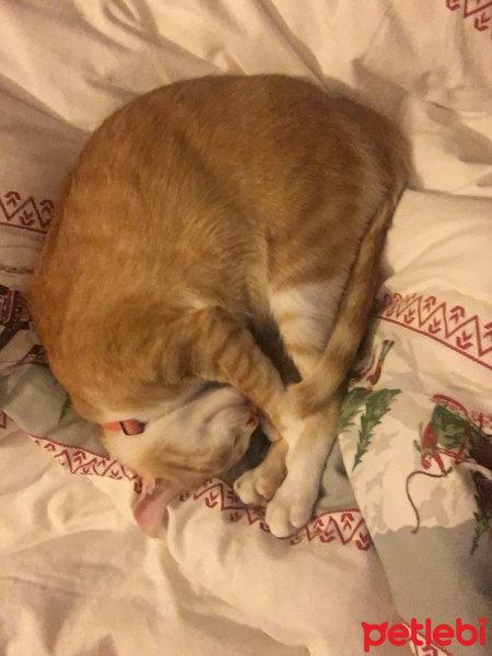 Tekir Kedi, Kedi  Tosbik fotoğrafı