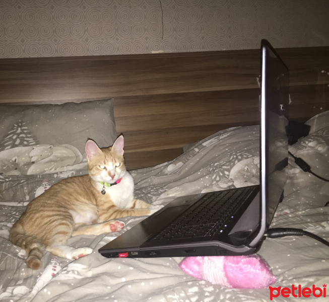 Tekir Kedi, Kedi  Tosbik fotoğrafı