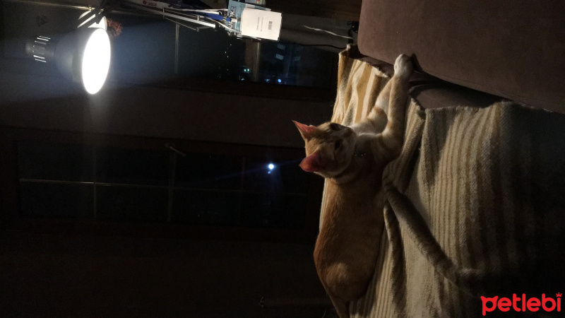 Tekir Kedi, Kedi  Tosbik fotoğrafı