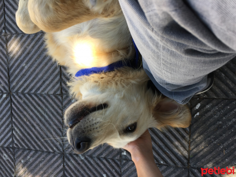 Golden Retriever, Köpek  Assos fotoğrafı