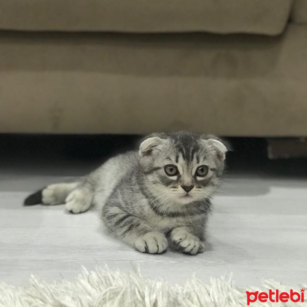 Scottish Fold, Kedi  minnoş fotoğrafı
