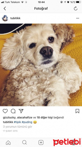 Amerikan Cocker Spaniel, Köpek  puding fotoğrafı