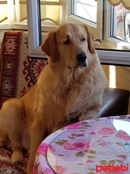 Golden Retriever, Köpek  lex fotoğrafı