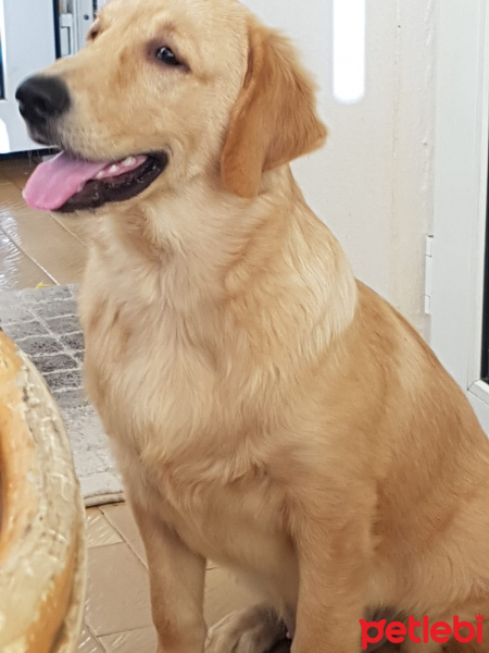 Golden Retriever, Köpek  lex fotoğrafı