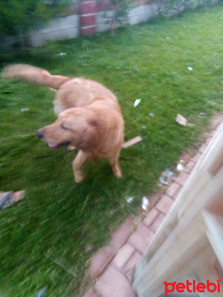 Golden Retriever, Köpek  lex fotoğrafı
