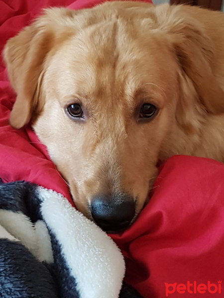 Golden Retriever, Köpek  lex fotoğrafı