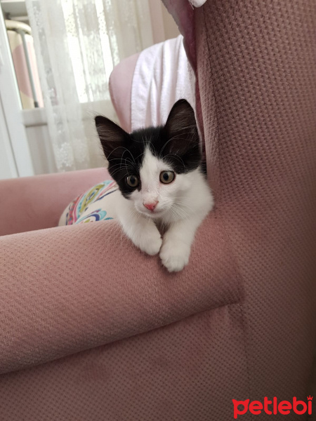 Tuxedo (Smokin) Kedi, Kedi  Romeo (Minky) fotoğrafı