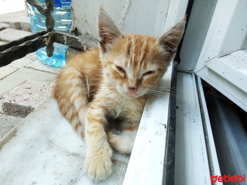 Tekir Kedi, Kedi  Mırmır fotoğrafı