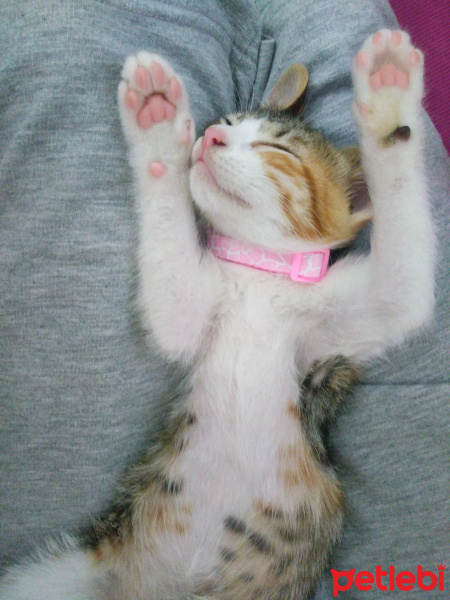 Tekir Kedi, Kedi  Karamel fotoğrafı