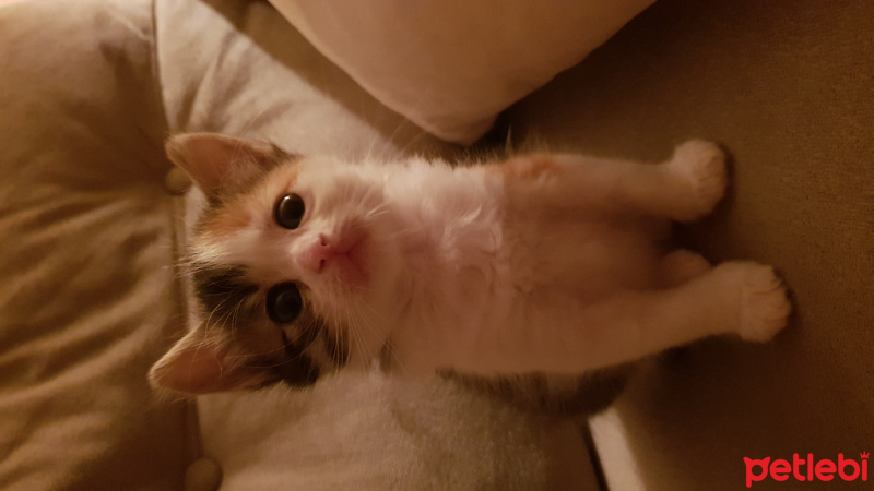 Tekir Kedi, Kedi  Mila fotoğrafı