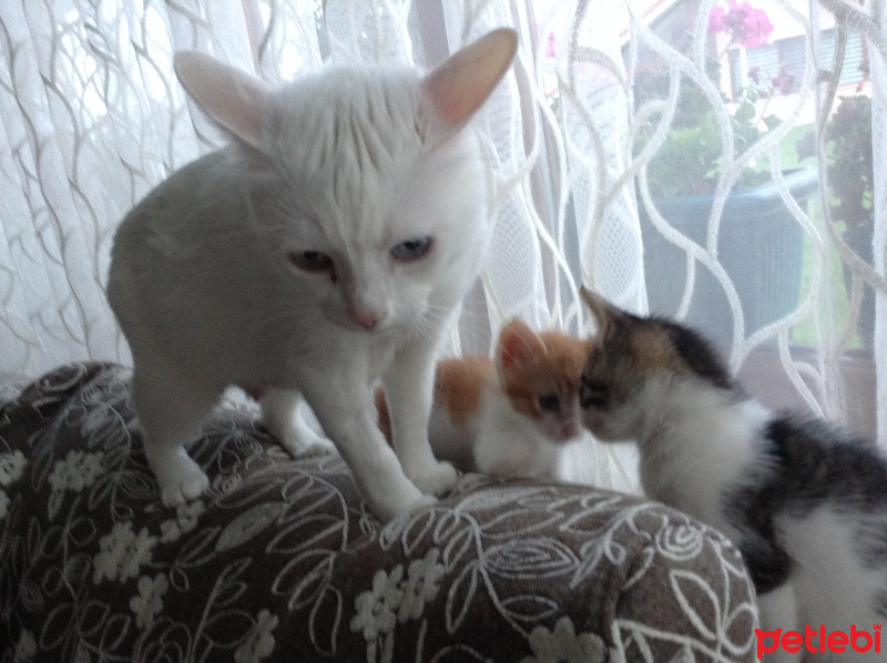 Tekir Kedi, Kedi  Diego fotoğrafı