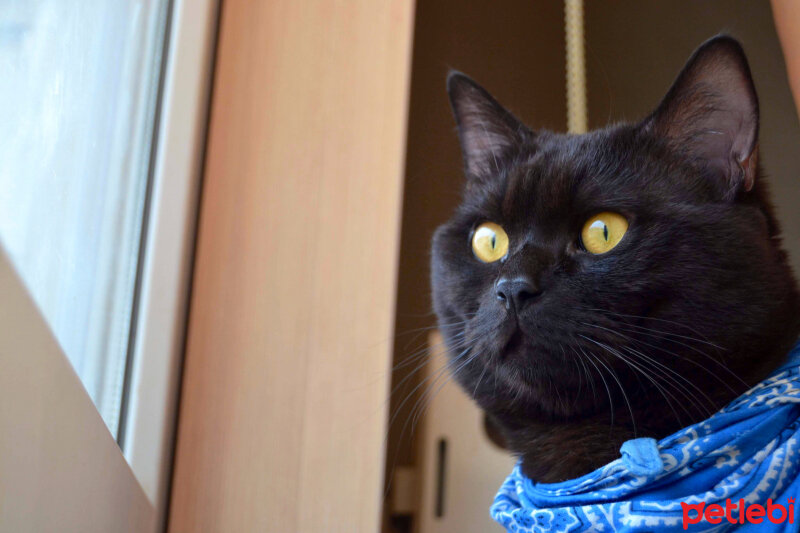 British Shorthair, Kedi  Pars fotoğrafı