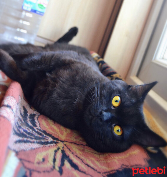 British Shorthair, Kedi  Pars fotoğrafı