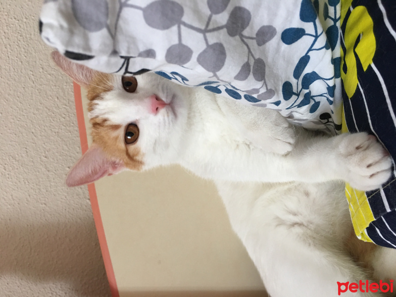 Tekir Kedi, Kedi  Aşkım fotoğrafı