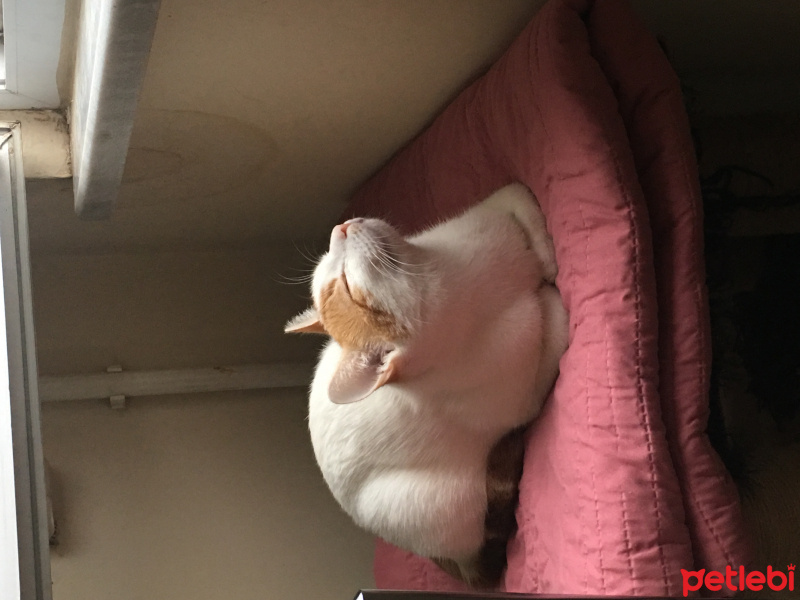 Tekir Kedi, Kedi  Aşkım fotoğrafı