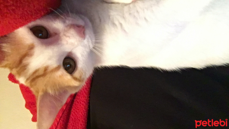 Tekir Kedi, Kedi  Aşkım fotoğrafı