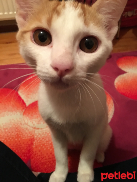 Tekir Kedi, Kedi  Aşkım fotoğrafı