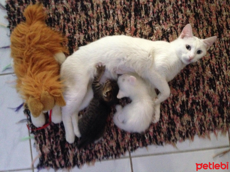 Van Kedisi, Kedi  Mışka fotoğrafı