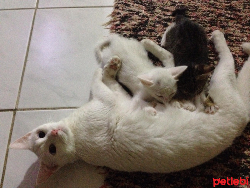 Van Kedisi, Kedi  Mışka fotoğrafı
