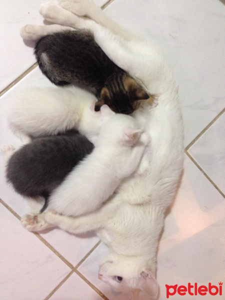 Van Kedisi, Kedi  Mışka fotoğrafı