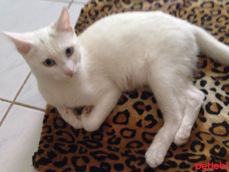 Van Kedisi, Kedi  Mışka fotoğrafı