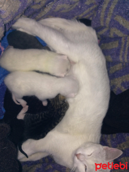 Van Kedisi, Kedi  Mışka fotoğrafı