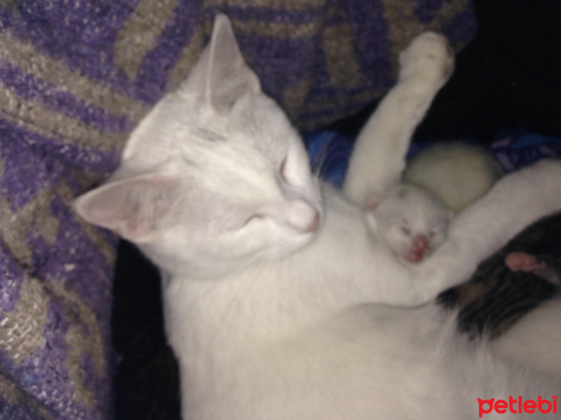 Van Kedisi, Kedi  Mışka fotoğrafı